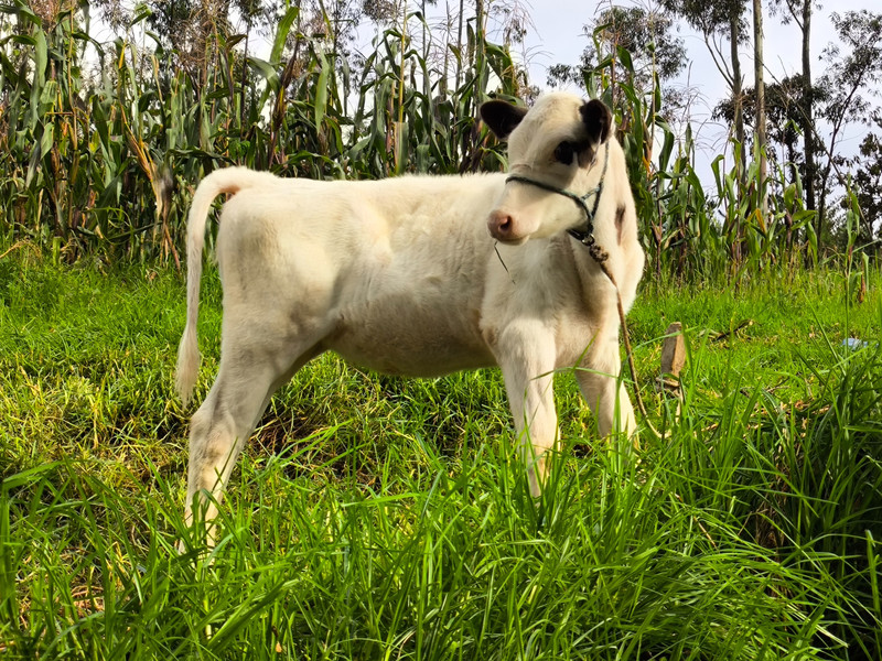 Experiencia Miravalle